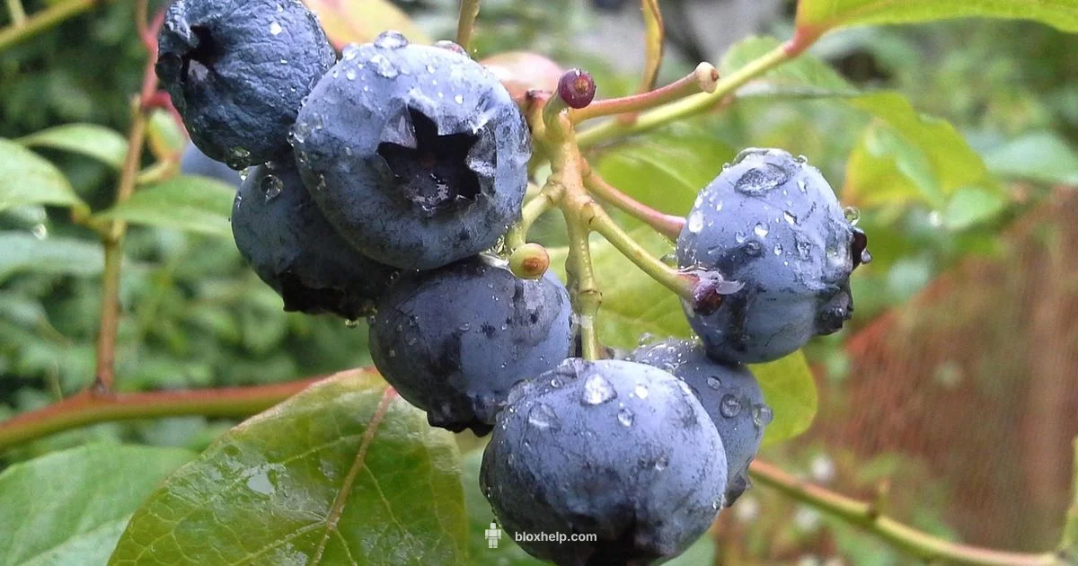 Garden Summer Eggs - Blox Help