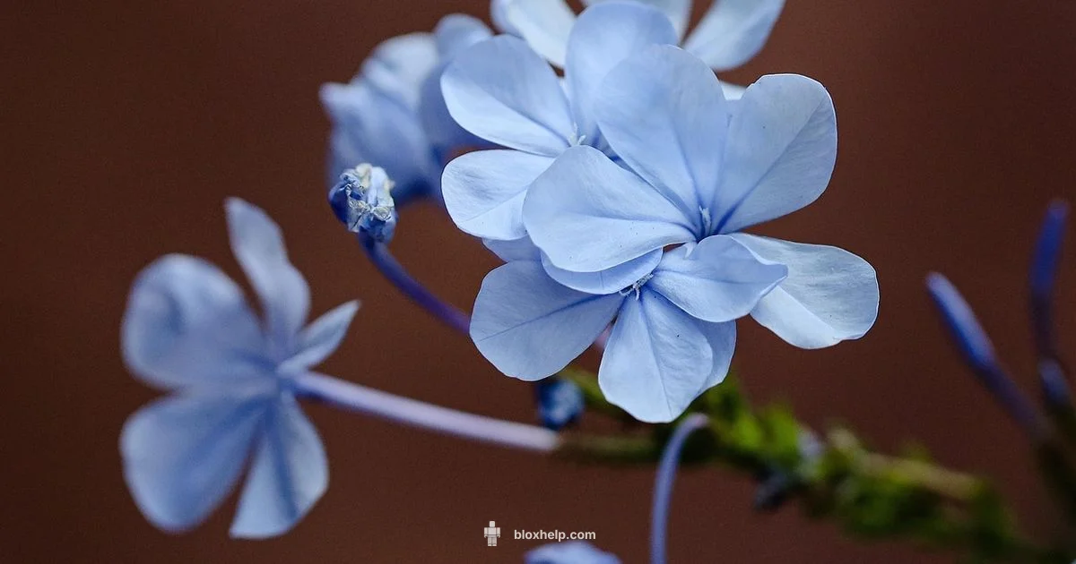 Flower Roblox Essentials - Blox Help