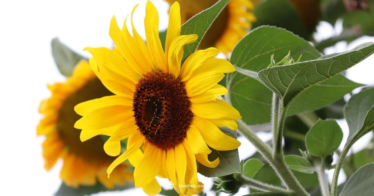 Funny Roblox Picks Funny Roblox Picks - Blox Help