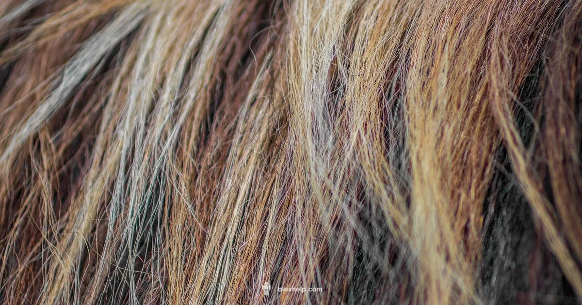 Hair IDs Guide - Blox Help