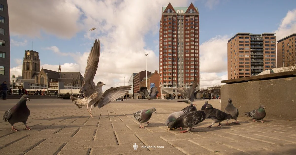 Origins in US - Blox Help