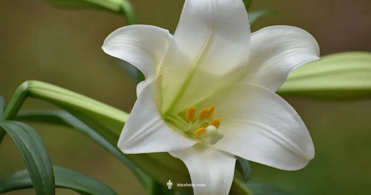 Ember Lily Garden Guide - Blox Help