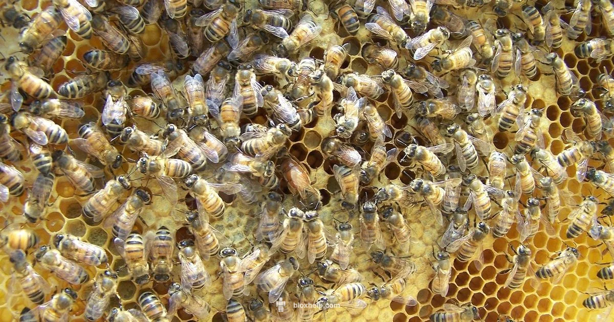 Queen Bee Garden - Blox Help