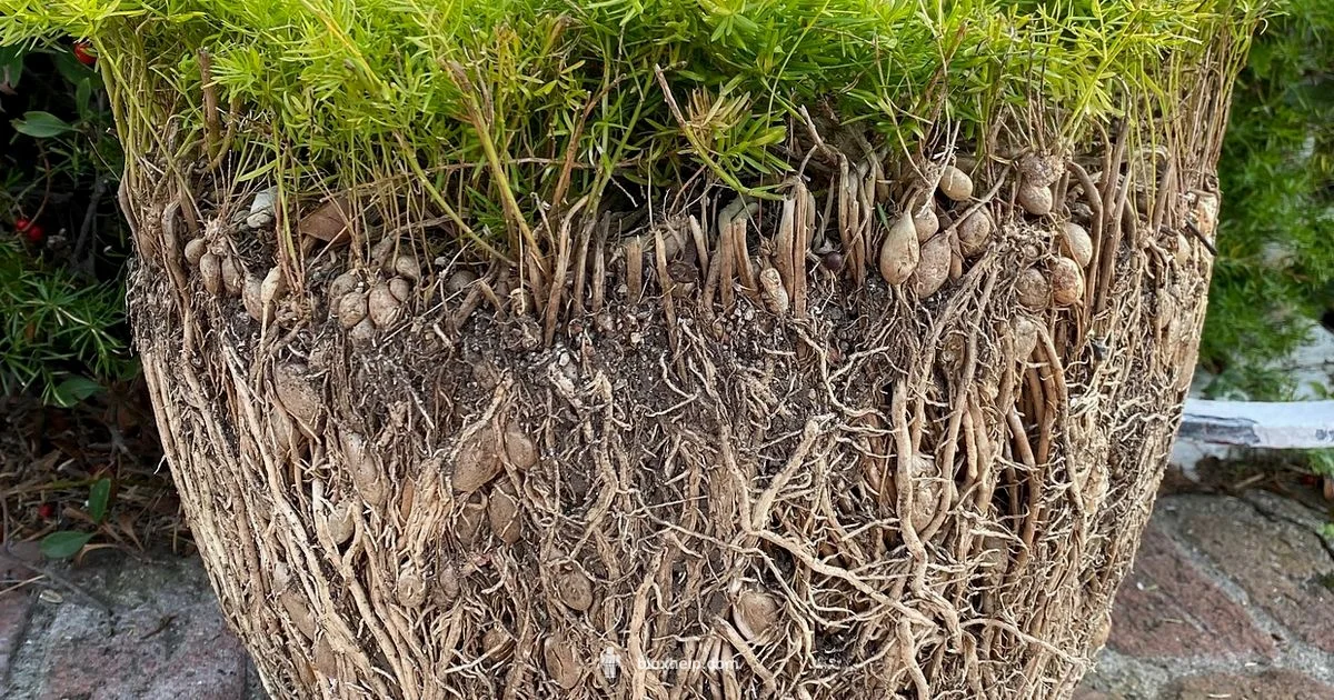 Garden Script Guide - Blox Help