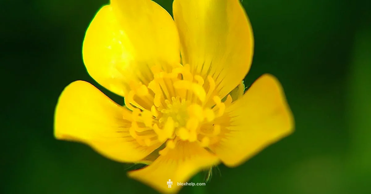 Roblox Troubleshoot Guide - Blox Help