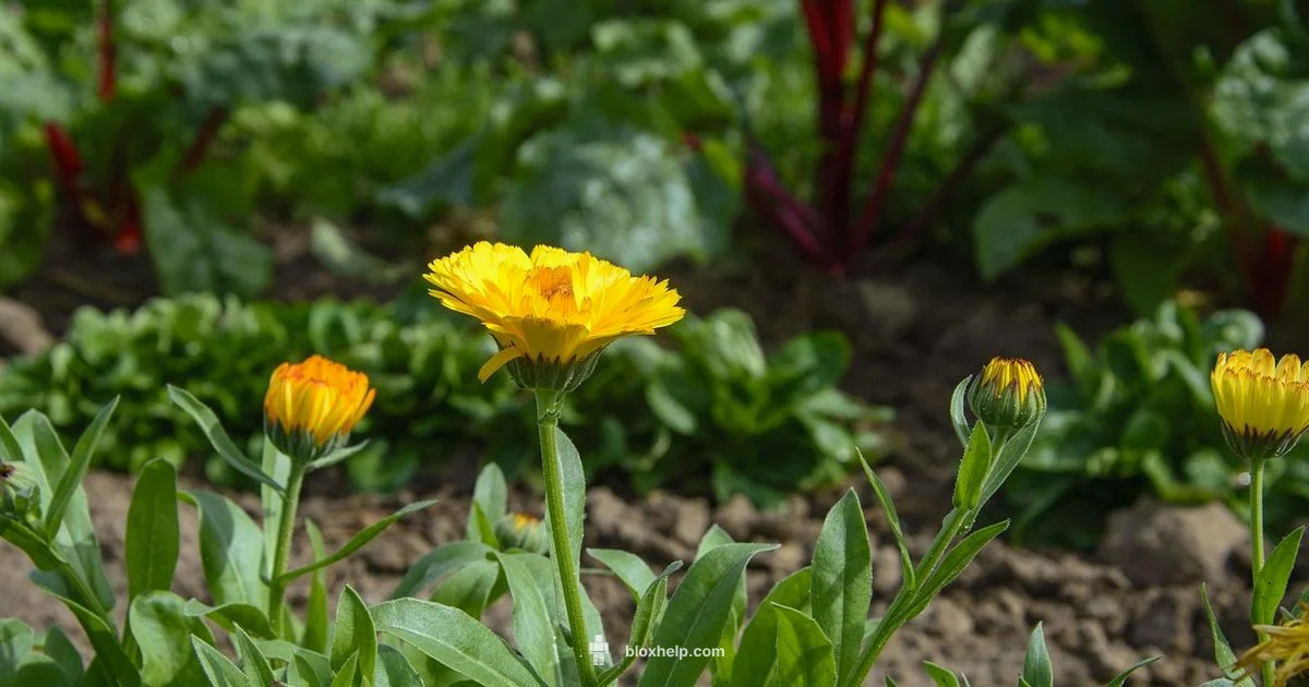 Roblox Garden Guide - Blox Help