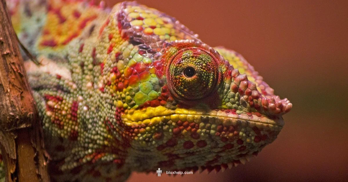 Budget Roblox Looks - Blox Help