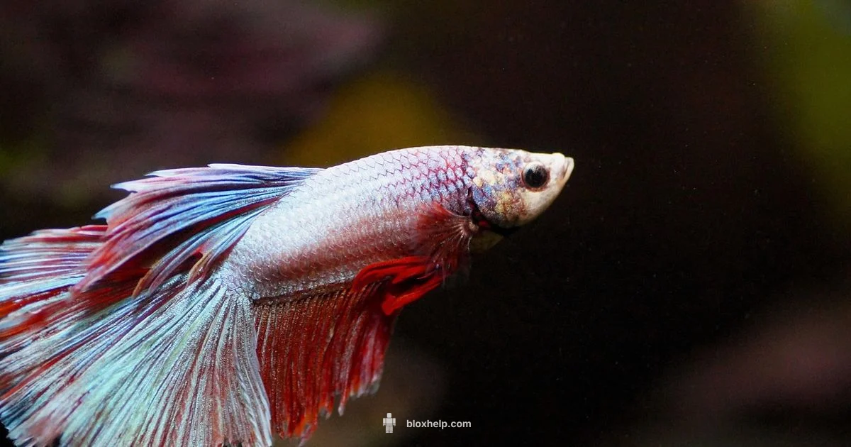 Roblox Fisch - Blox Help