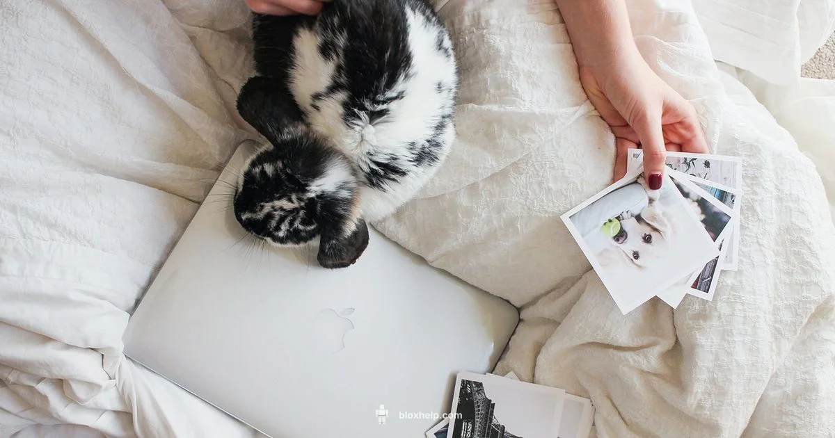 R64 Roblox Defined - Blox Help