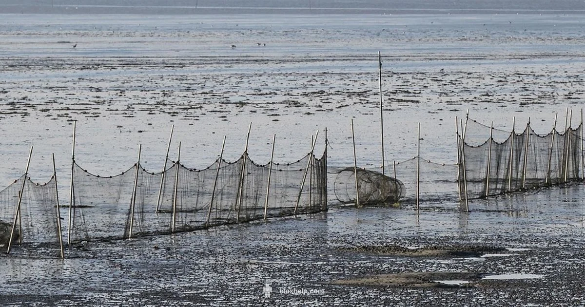 Fish Trap Guide - Blox Help